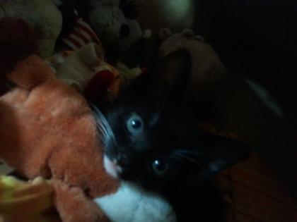 Kater Samy