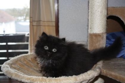 Perser Katzenwelpen mit Nase