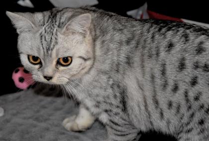 Britisch Kurzhaar Kater, black-silver-tabby-spotted
