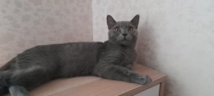 Britisch kurzhaar beby kitten 4 monate