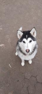 Husky Junghunde zu verkaufen