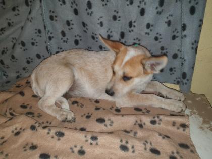 Australien Cattle Dog Mix, Texas Heeler, Australien Cattle dog x Shepard