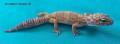 3. 1 Leopardgeckos versch. Morphs