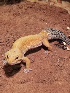 O. 2 Leopardgecko adult