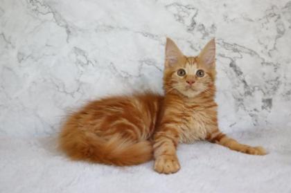 Rotes Maine Coon Mädchen