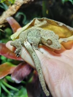 2. 1. 0 Neukaledonische Kronengeckos crested gecko 1 Weibchen 2 Männchen
