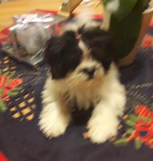 Kleine goldige Shih Tzu