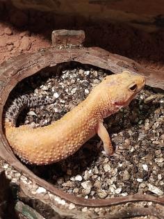 O. 2 Leopardgecko adult