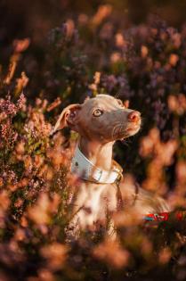 WELPE ITALIENISCHER WINDHUND ZU VERKAUFEN