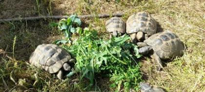 1. 4 maurische Landschildkröten