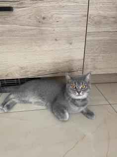 BKH Katze