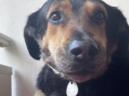 Herausforderung Liebesbedürftiger Schäferhund-Mischling abzugeben
