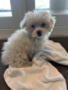 Maltipoo Welpe zu verkaufen