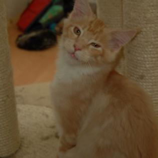 Zuckersüße Maine Coon Kitten
