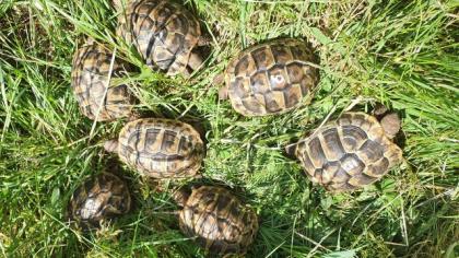Griechische Landschildkröten