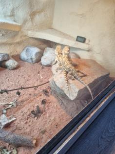 2 Zwergbartargamen inklusive Terrarium