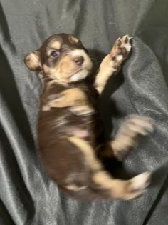 Beagle Cocker Spaniel Welpen