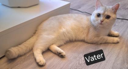Zuckersüße BKh Kitten reinrassig abgabebereit