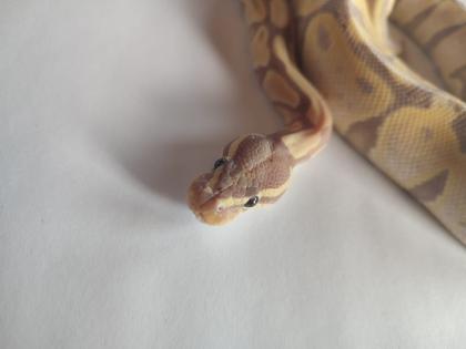 Königspython regius Banana