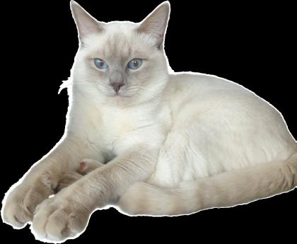 Siam Deckkater Reinrassig