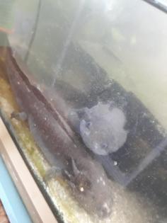 5 Axolotl Aquarium 160 cm Fische Steine
