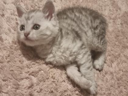 4 zuckersüße Selkirk Rex/ Main-Coon Mix Kitten