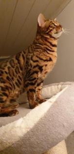 Unsere Süße Bengalkatze Cleo hat 3 Süsse Kitten bekommen