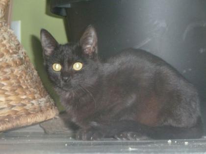 Schmusekater Moris 6 Monate sucht eine Familie
