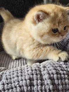 Bkh Kitten mit Stammbaum
