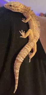 2 Geckos und das Terrarium