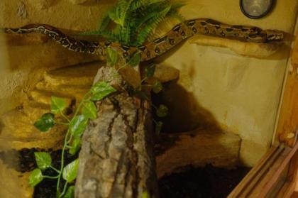 Boa Constrictor Imperator Männchen, 4 Jahre alt