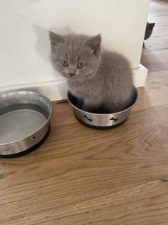 Zauberhafte BKH Kitten