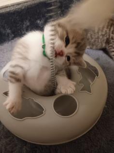 5 Katzenbabys zu verkaufen