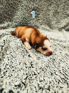Sibirian Husky Welpen