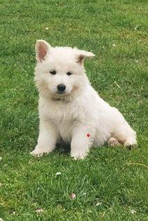 Weiße Schäferhund Welpen