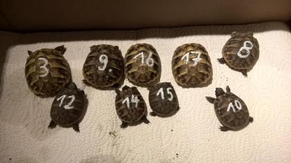 Griechische Landschildkröten Nachzucht 2021