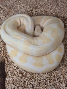 0. 3 Königspython Spider HC Albino Butter inkl. Terrarack