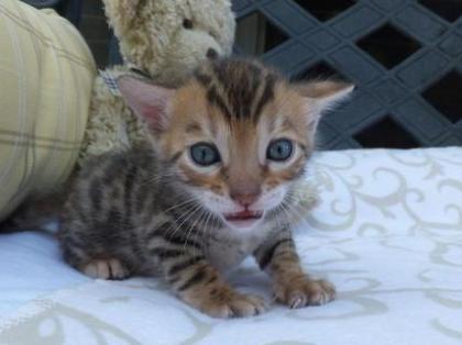 Reinrassige Bengal Katzenbaby abzugeben