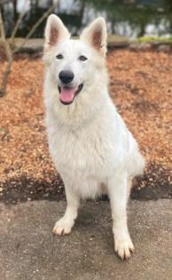 Weiße Schäferhund Welpen