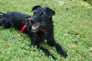 FELICITI - weiblich 1 Jahr 45 cm 14 kg Schnauzer-Mix Gechipt Kastriert