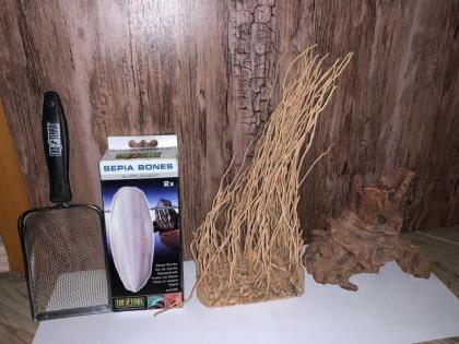 Bartagame mit Terrarium und Zubehör