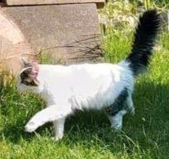 Kater vermisst - Charlie wird seit Oktober 23 gesucht