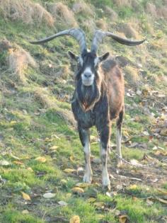Ziegenbock