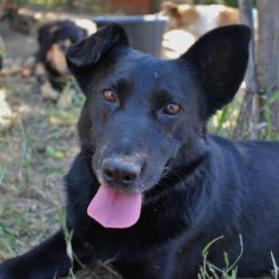 Ciro. ist so ein freundlicher, lieber Hund