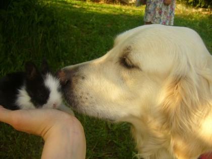 TIERBETREUUNG Ich passe gerne auf Ihre Tiere auf