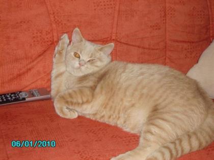 Hilfe BITTE unser 1 jähriger kater ist schon seit 10 tagen WEG