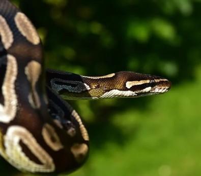 Königspythons abzugeben