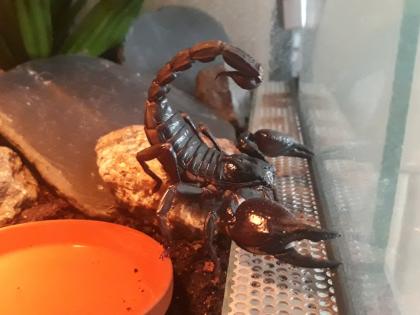 Heterometrus spinifer abzugeben
