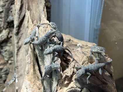 Blaue Stachelleguane Blauer Stachelleguan