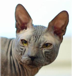 Don Sphynx Junge
